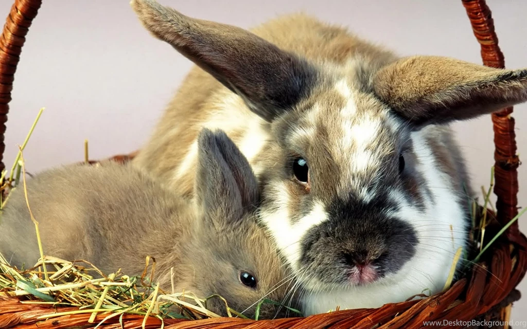 Rabbit Costume Wallpapers Baby