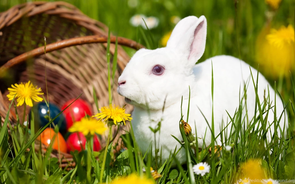 875654 Rabbit Wallpapers