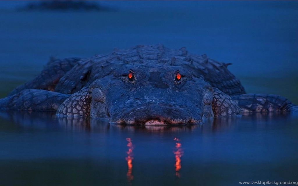 33 Alligator Wallpapers 1749 :: Alligator Desktop Wallpapers