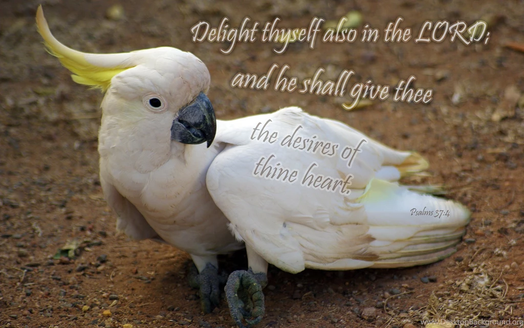 Free Bible Desktop Backgrounds Nature And Bible