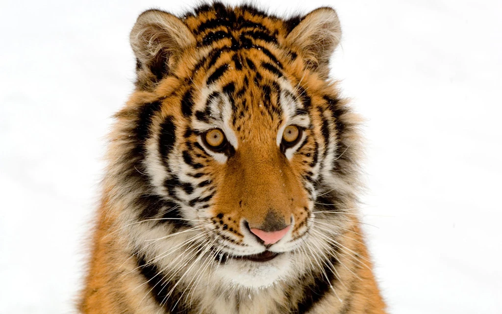 Wallpapers Of Tiger Wallpapers HD Wide