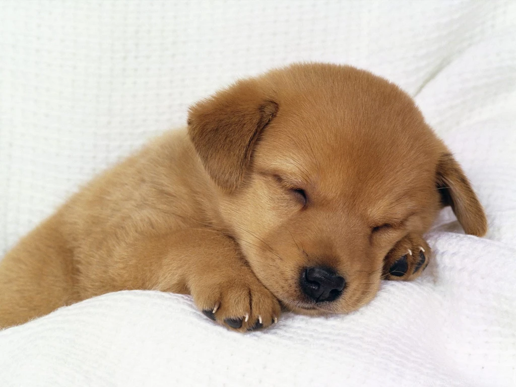 Free Wallpapers Of A Doggy