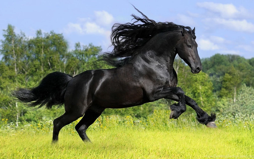 Hd Animal Wallpapers Of A Beautiful Black Horse On A Field With ...
