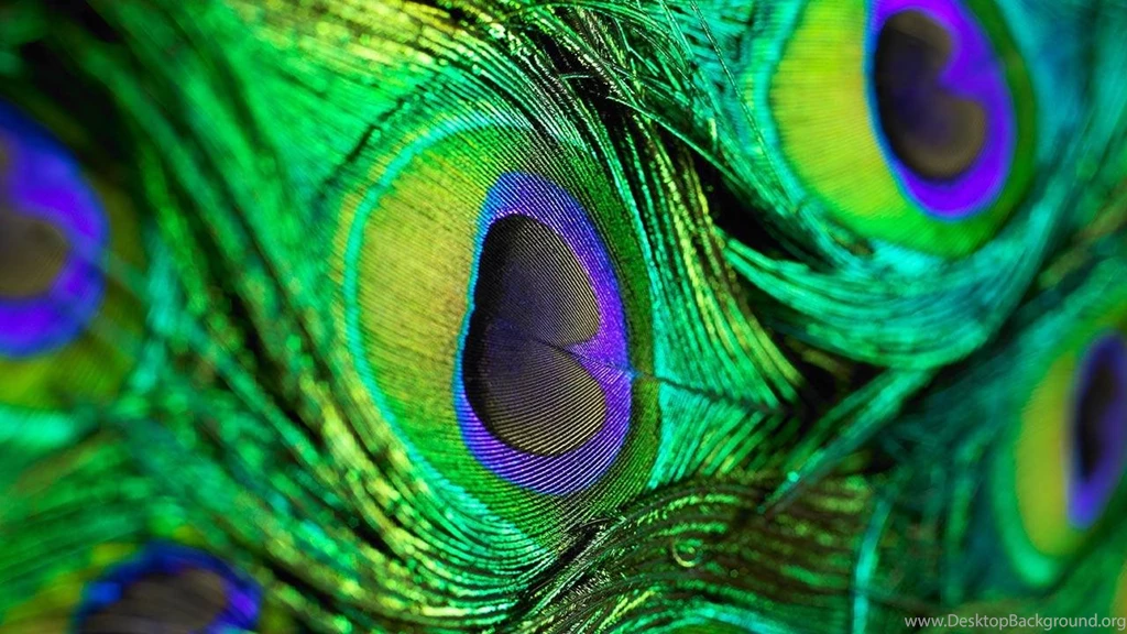 Peacock Wallpapers