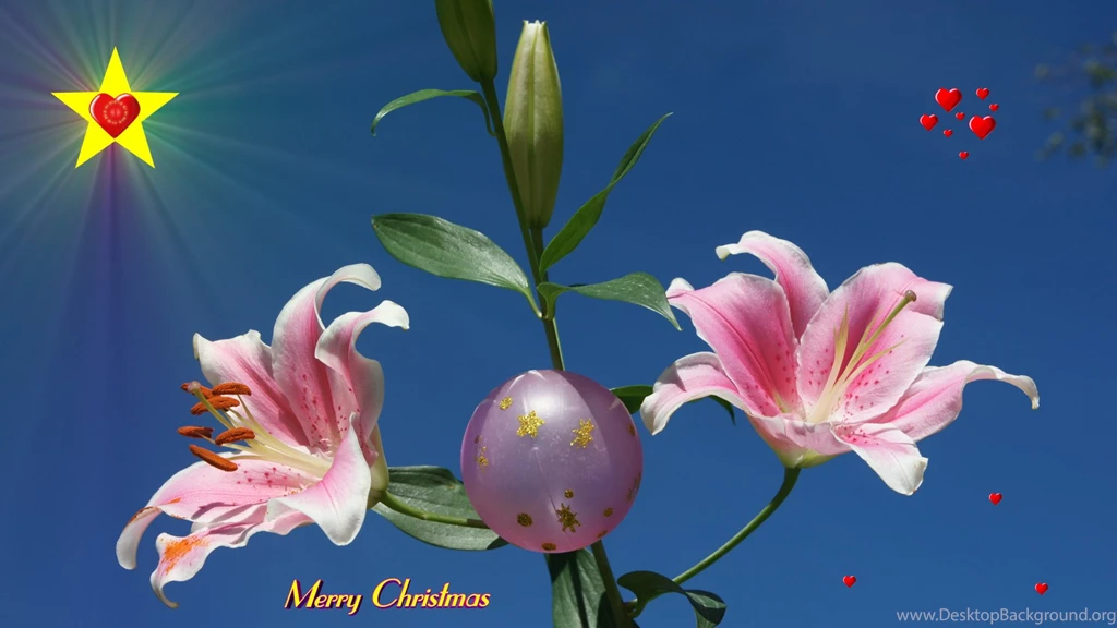 Christmas, Wallpaper, Stargazer, Gallery, Photo, Photography ...