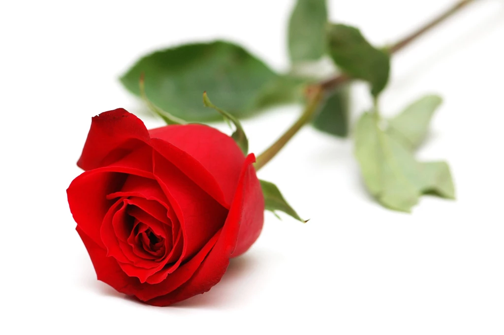 Red Rose White Backgrounds Wallpapers Cave