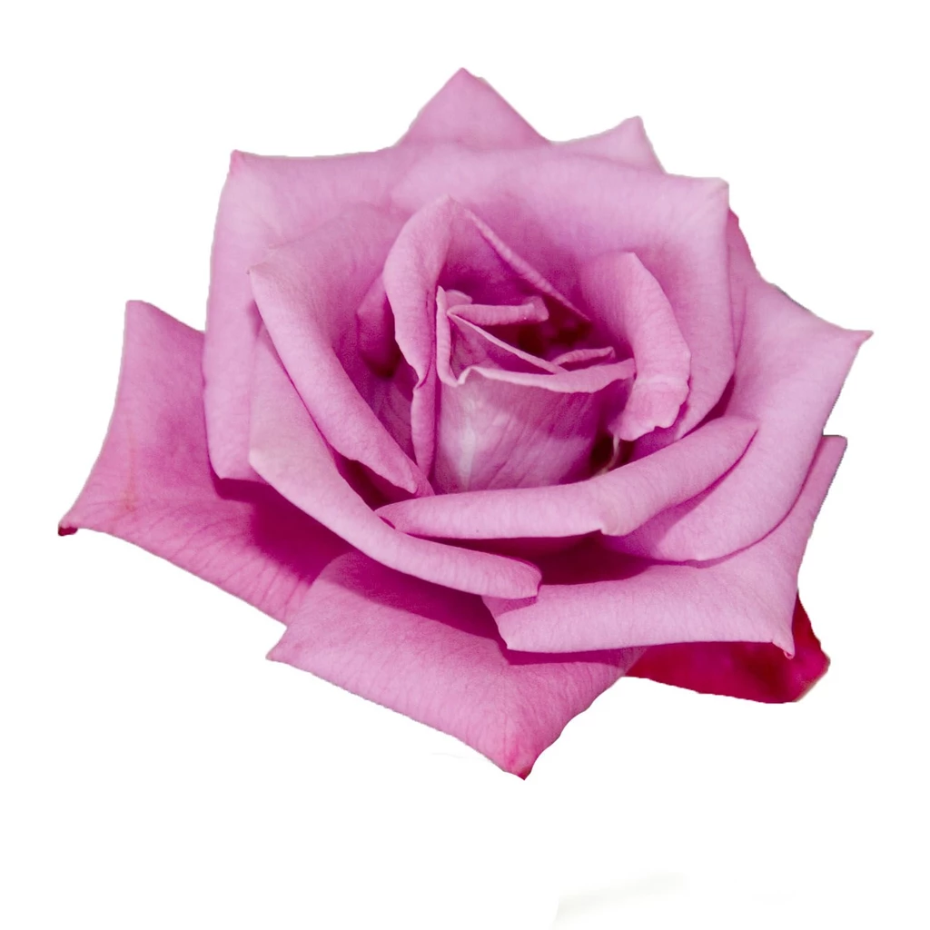 Pink Rose White Backgrounds Wallpapers Cave