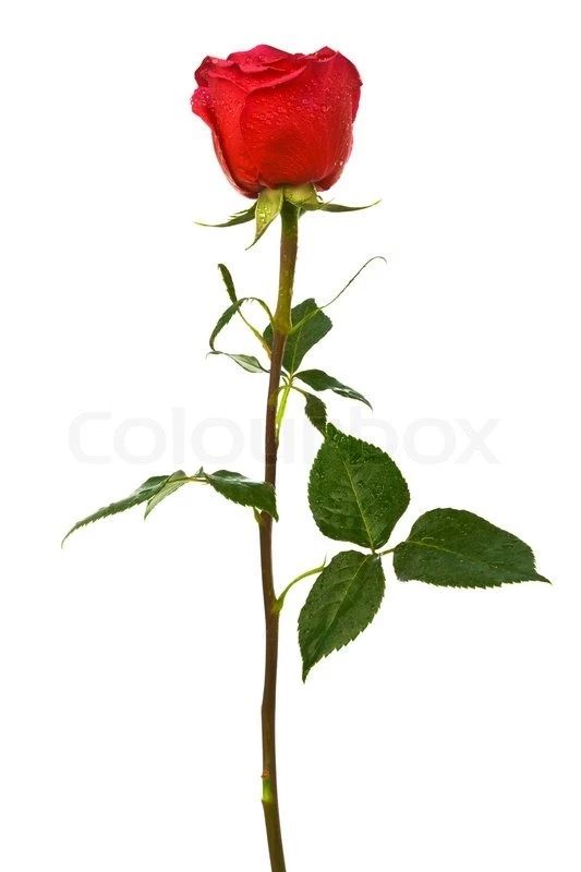 Single Scarlet Rose On A White Backgrounds