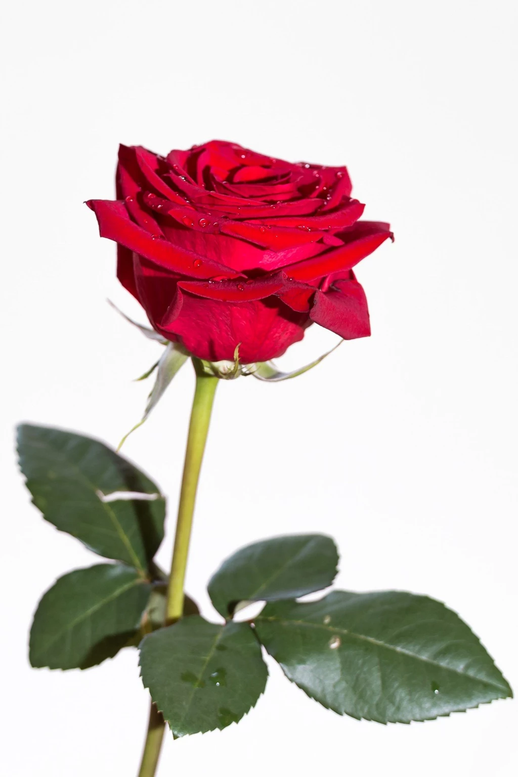 Red Rose On White Backgrounds Free Stock Photo HD Public Domain ...