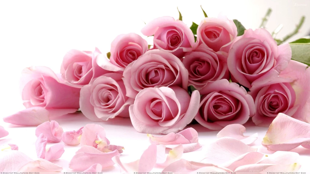 Pink Roses On White Backgrounds Closeup Wallpapers