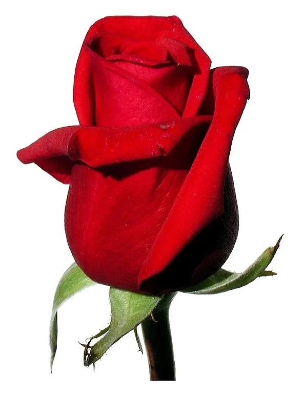 File:Rose Red On White Background.jpg Wikimedia Commons