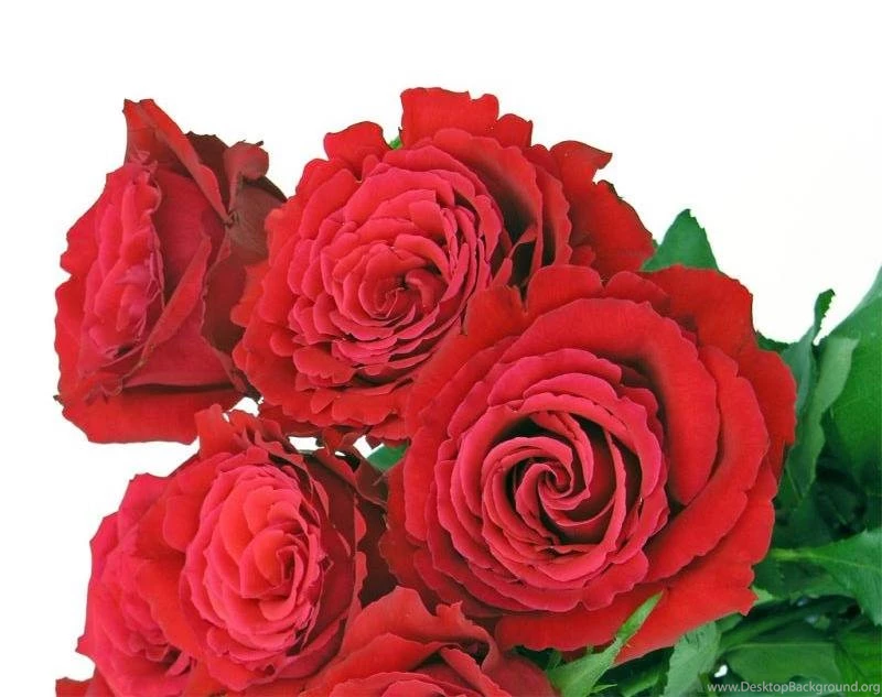 Red And White Roses Wallpapers