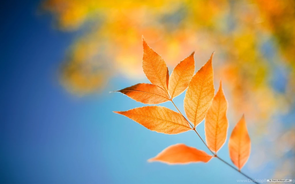 Wallpapers Themes Collection (37+)