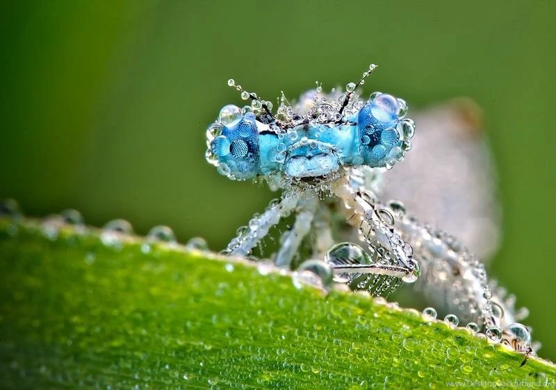 Dragonfly HD Wallpapers Android Apps On Google Play