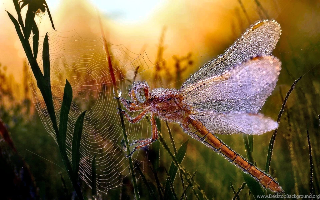 202 Dragonfly HD Wallpapers