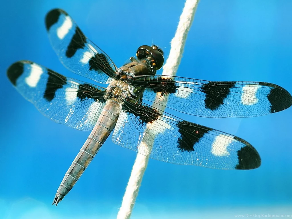 Desktop Wallpapers · Gallery · Nature · Widow Skimmer Dragonfly ...