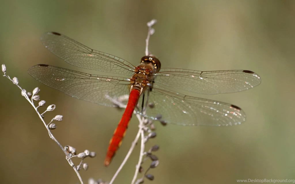 19+ Best HD Free Dragonfly Wallpapers