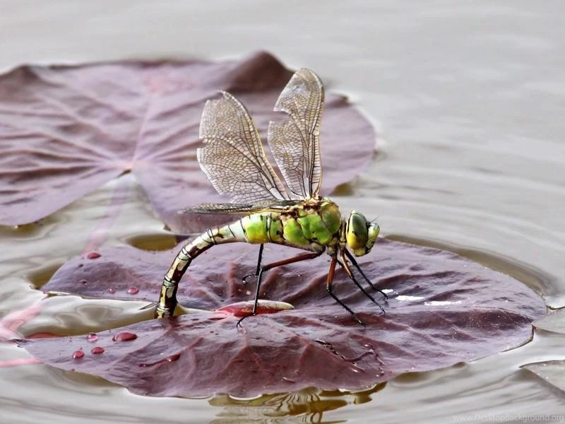 Dragonfly HD Wallpapers   Android Apps On Google Play