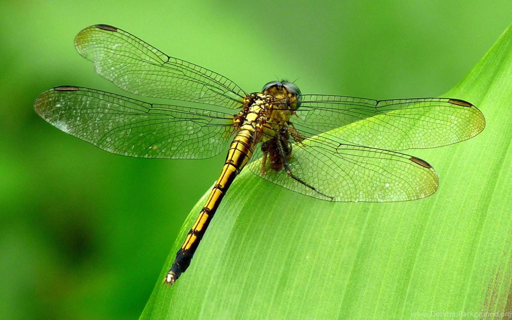 202 Dragonfly HD Wallpapers