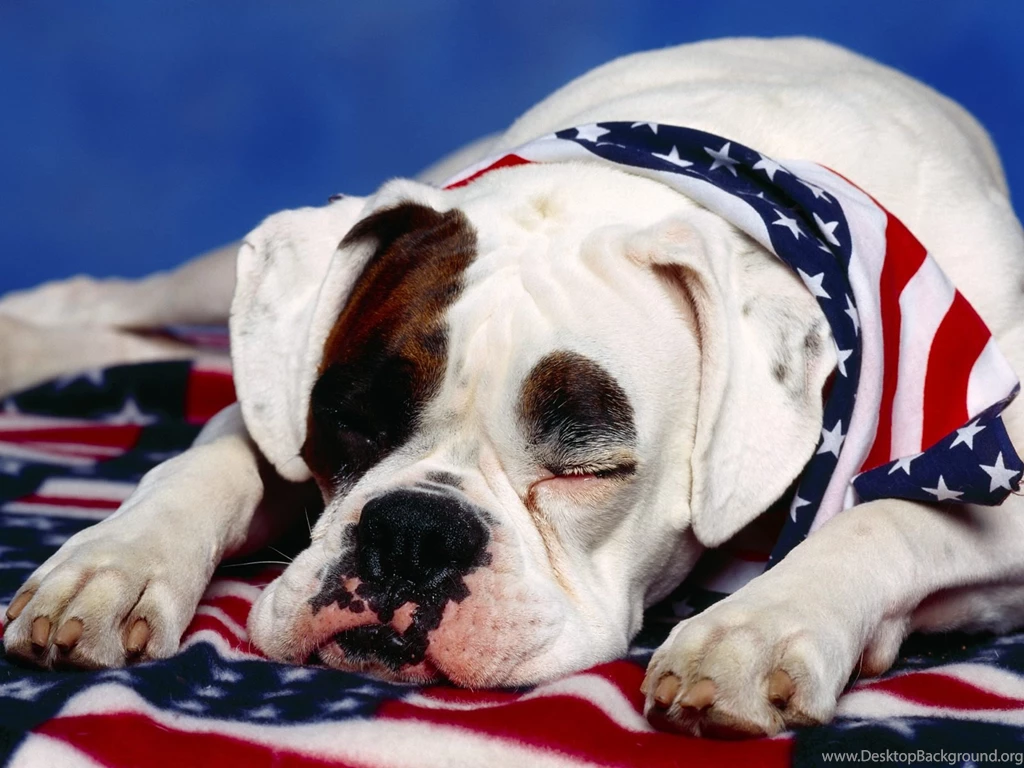 American Bulldog Wallpapers   HD Wallpaper Backgrounds Of Your Choice