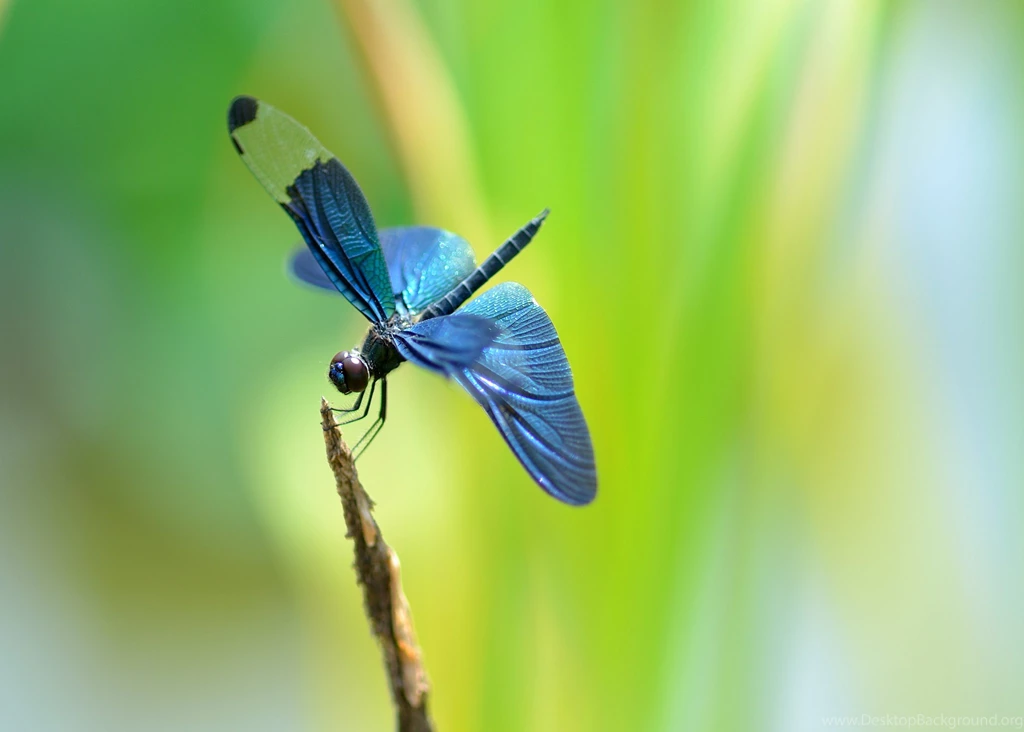 Download Free Modern Dragonfly The Wallpapers 1920x1200