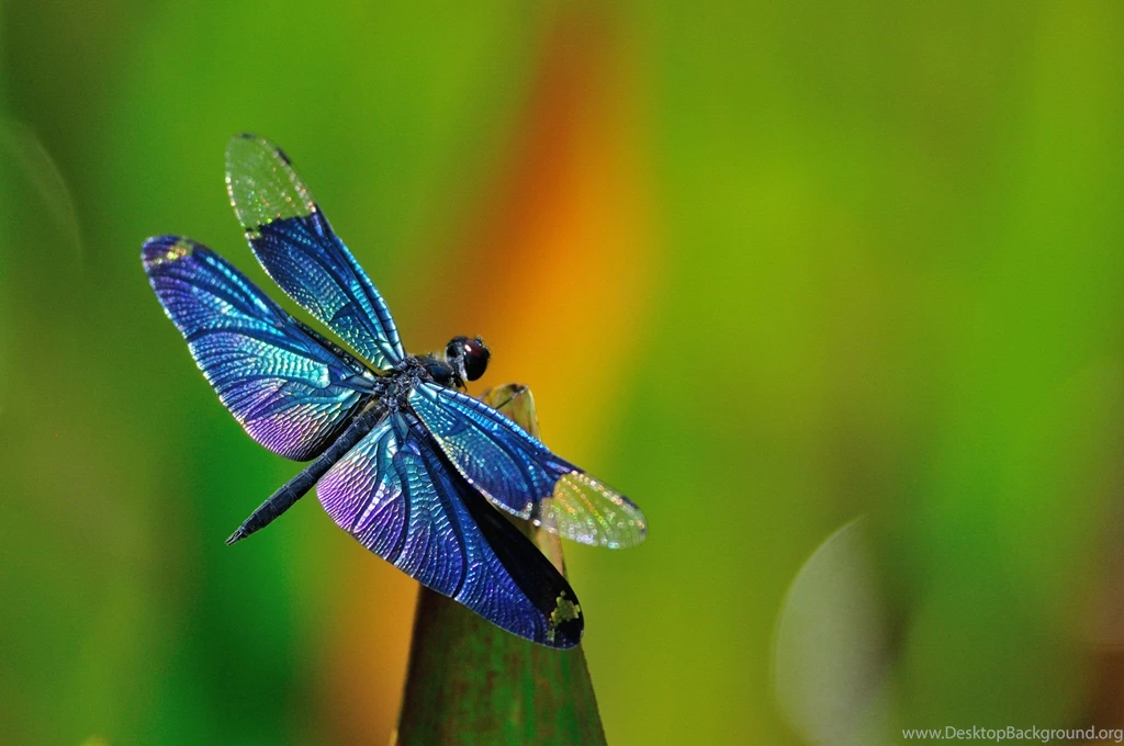 Dragonfly Backgrounds Wallpapers Cave