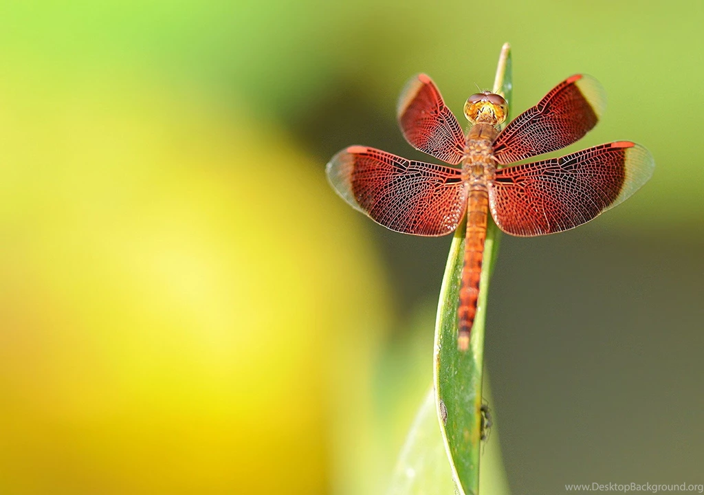 Download Free Modern Dragonfly The Wallpapers 1920x1200