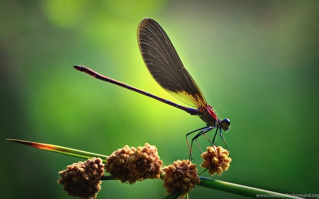 Dragonfly Wallpapers » WallDevil Best Free HD Desktop And Mobile ...