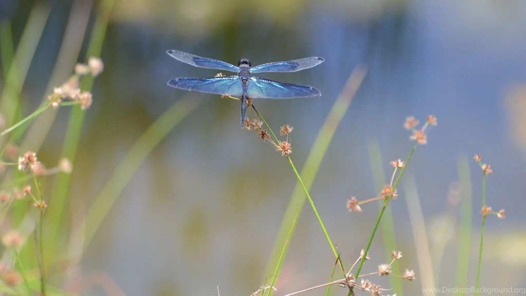 Top Dragonfly Wallpapers Free Wallpapers