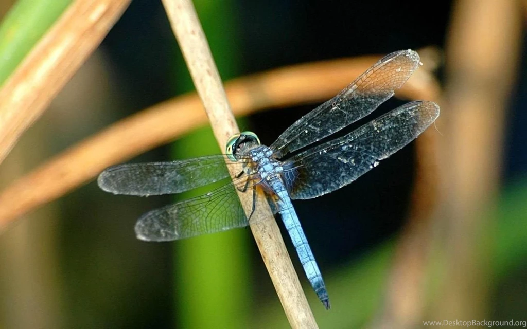Dragonfly Live HD Wallpapers Download Dragonfly Live HD ...
