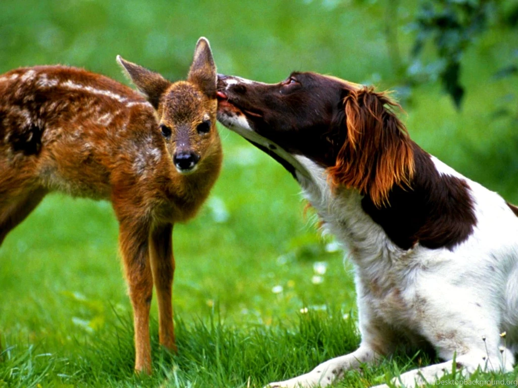 Whitetail Deer Wallpapers