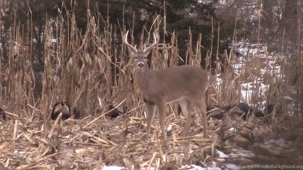 Should Hunters Expect To See Fewer Deer In 2014 Because Of Winter ...
