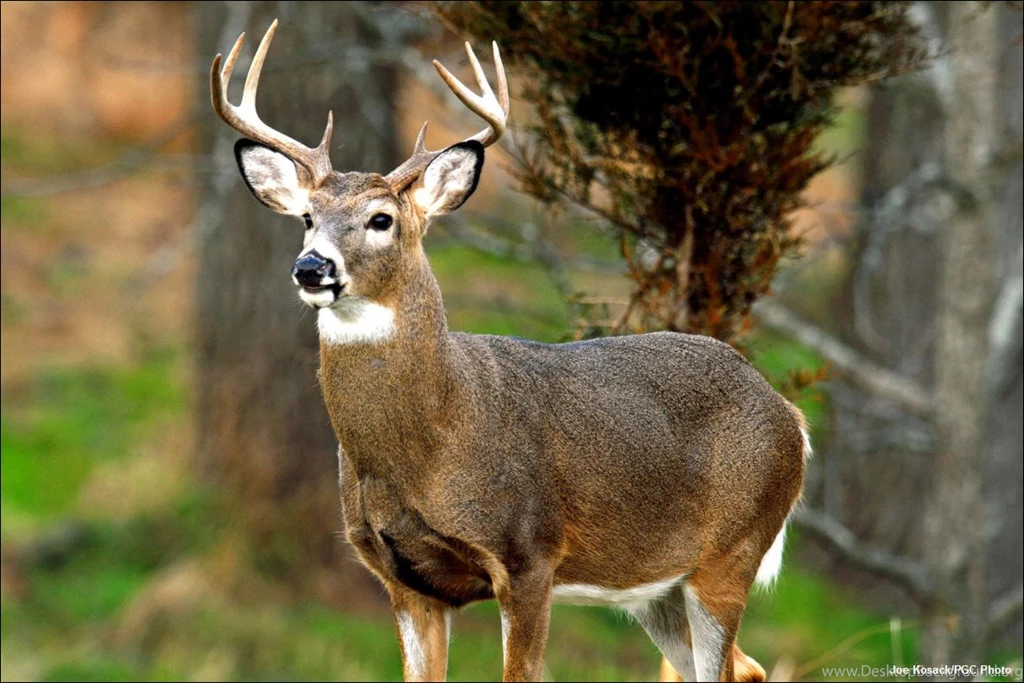 Trololo Blogg: Wallpapers Deer Buck