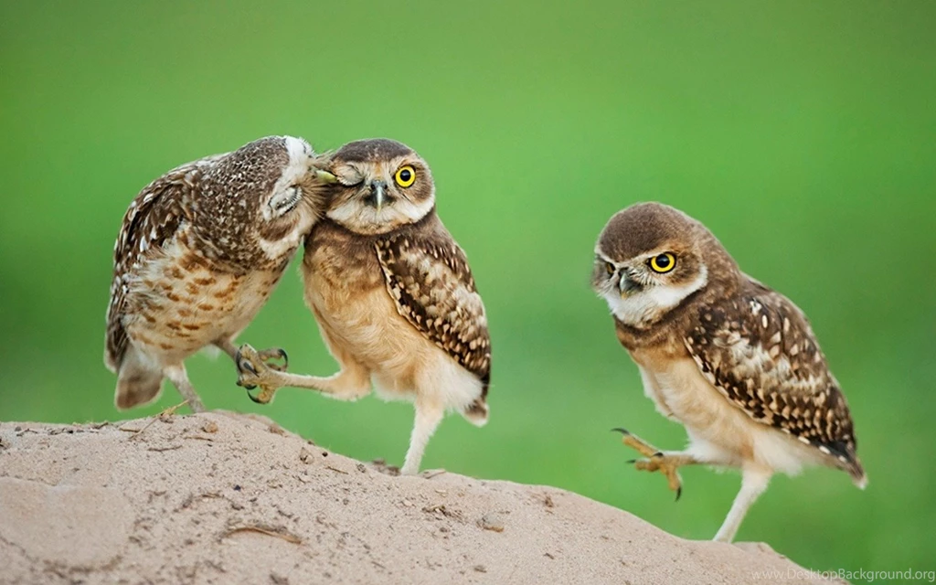 High Resolution Unique Animal Wallpapers Full Size SiWallpaperHD ...