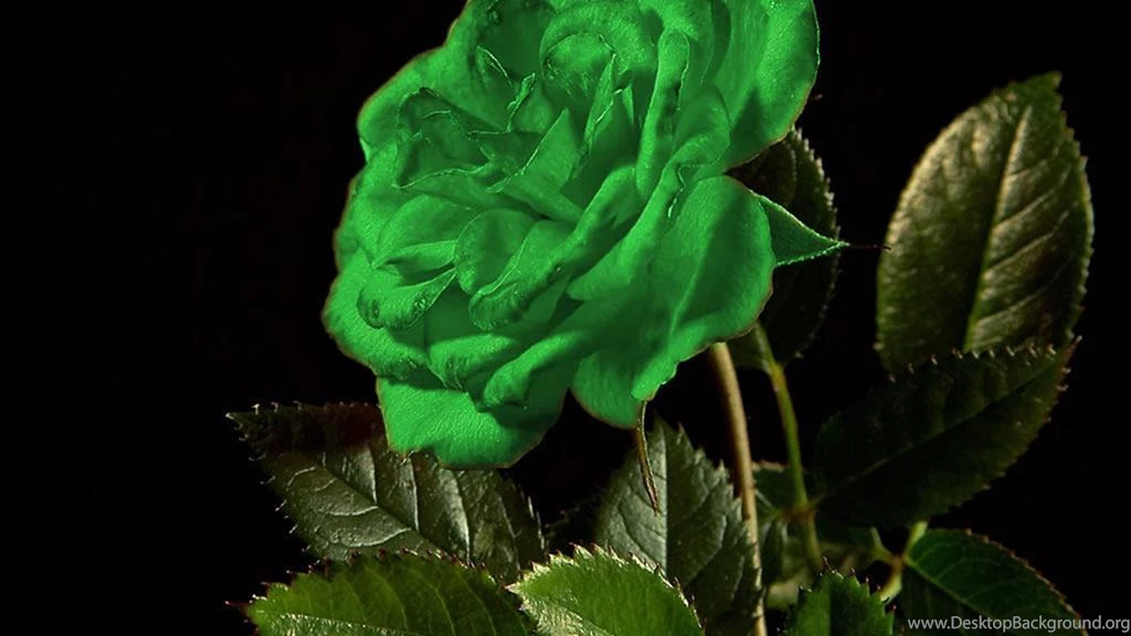 Unique Green Rose Wallpapers, Rose Flower Images, Rose Pictures ...