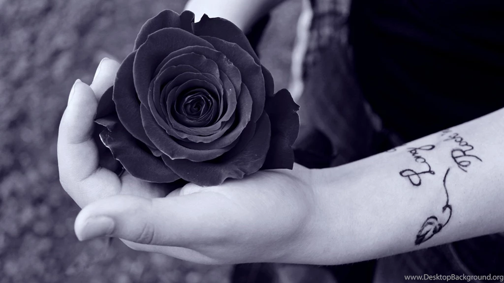 Black Rose Wallpapers HD
