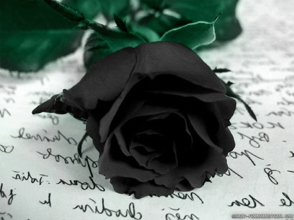 Black Rose Wallpapers hd for Desktop