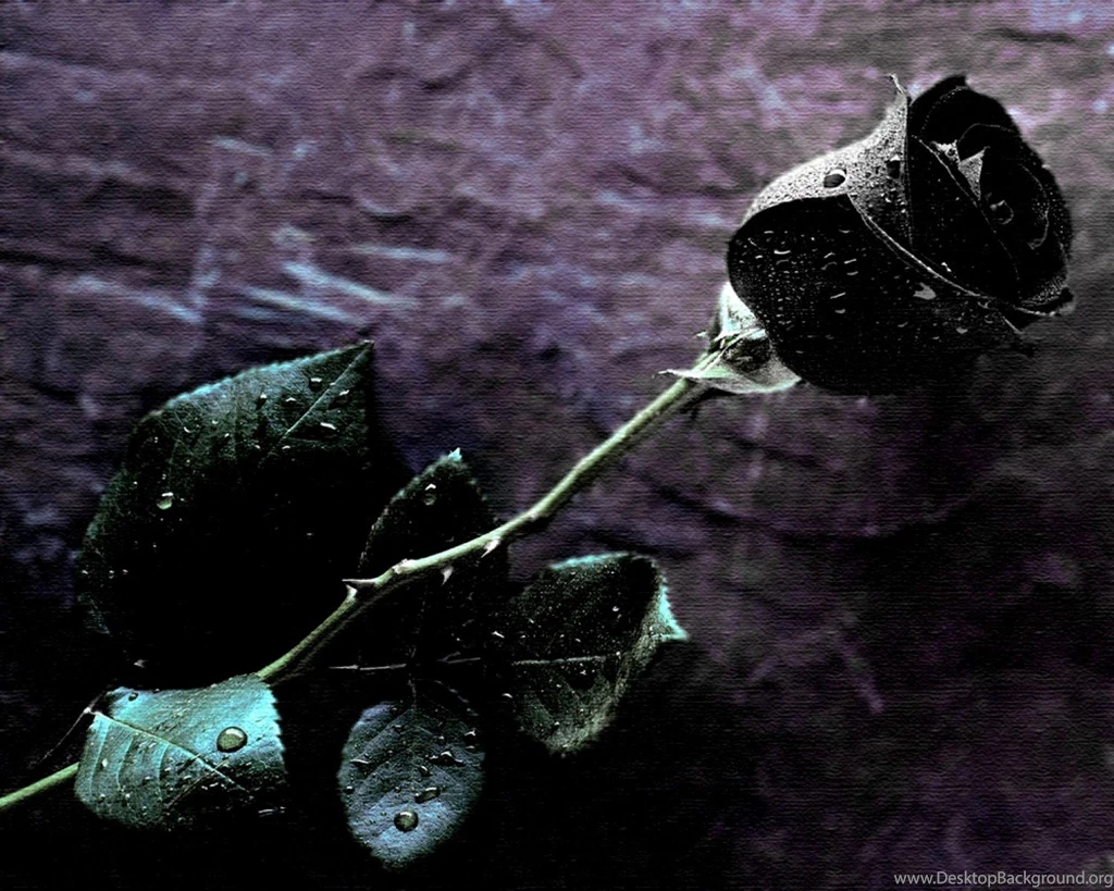 Black Rose Single Wallpapers   Wallpapers Z