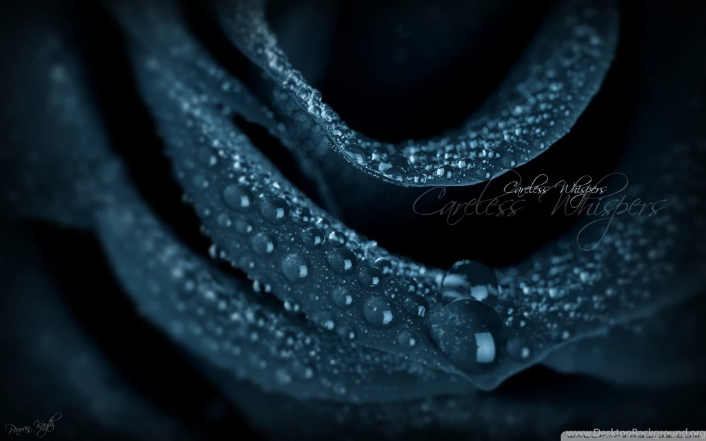 Flower : Black Rose In The Water Free Download HD, Black Rose ...