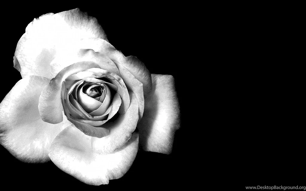 Black And White Rose Backgrounds Tumblr