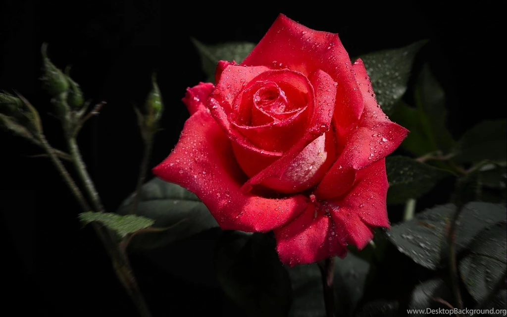 Black And Red Rose Wallpapers