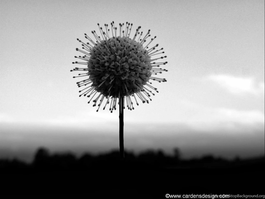 Black And White Abstract HD Wallpapers