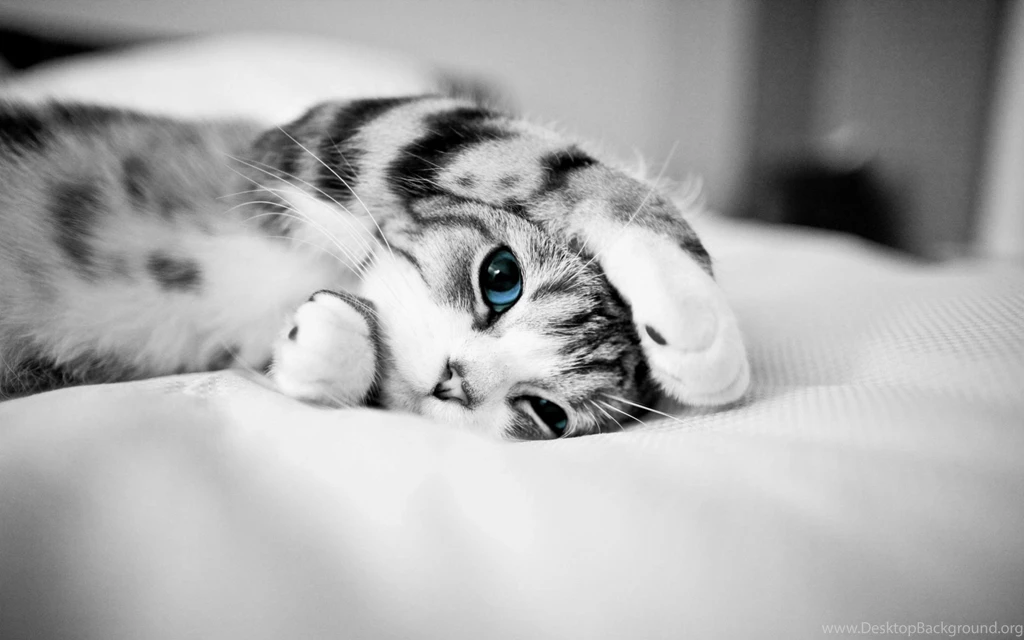 Wallpaper: Cat, Kitten, Black And White, Blue Eyes, Cozy, Fluffy ...