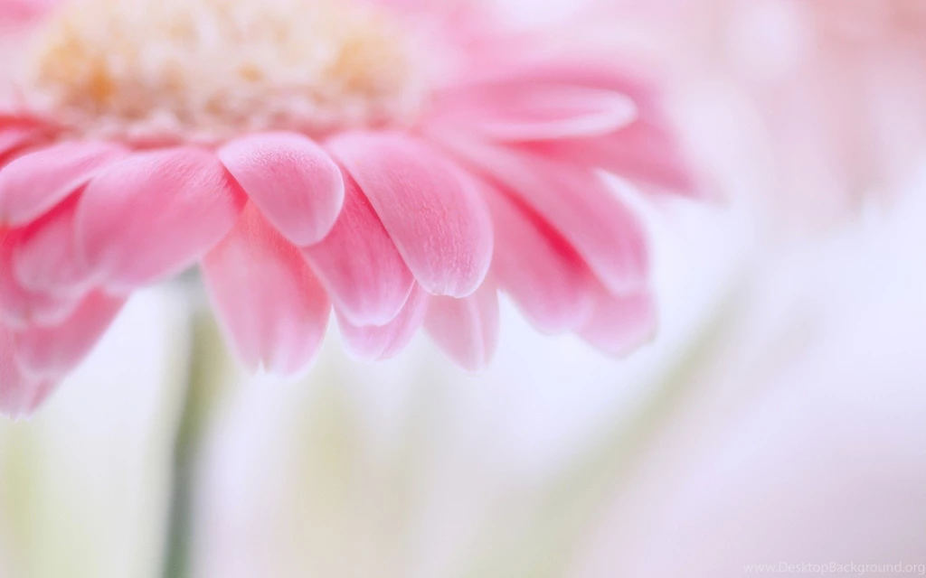 Pink Flower Backgrounds