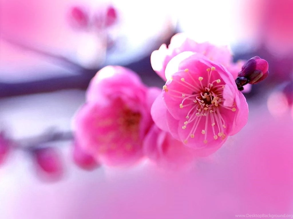 Floral Desktop HD Wallpapers