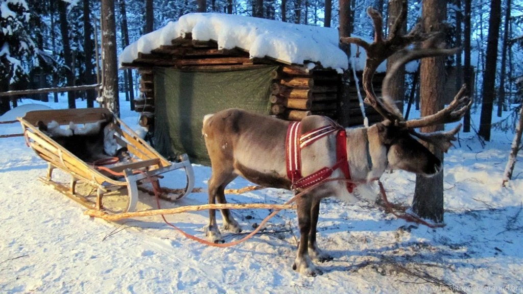 Wallpaper: Reindeer, Animal, Winter, White Snow, Cabin, Forest ...