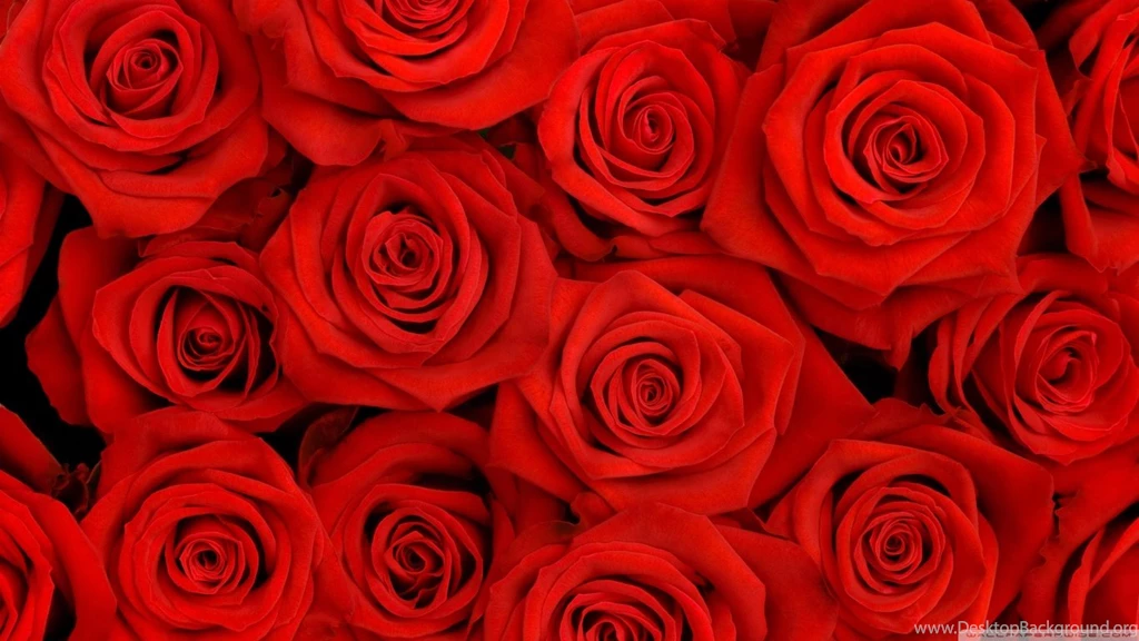 Roses Batch HD Desktop Wallpapers : High Definition : Fullscreen ...
