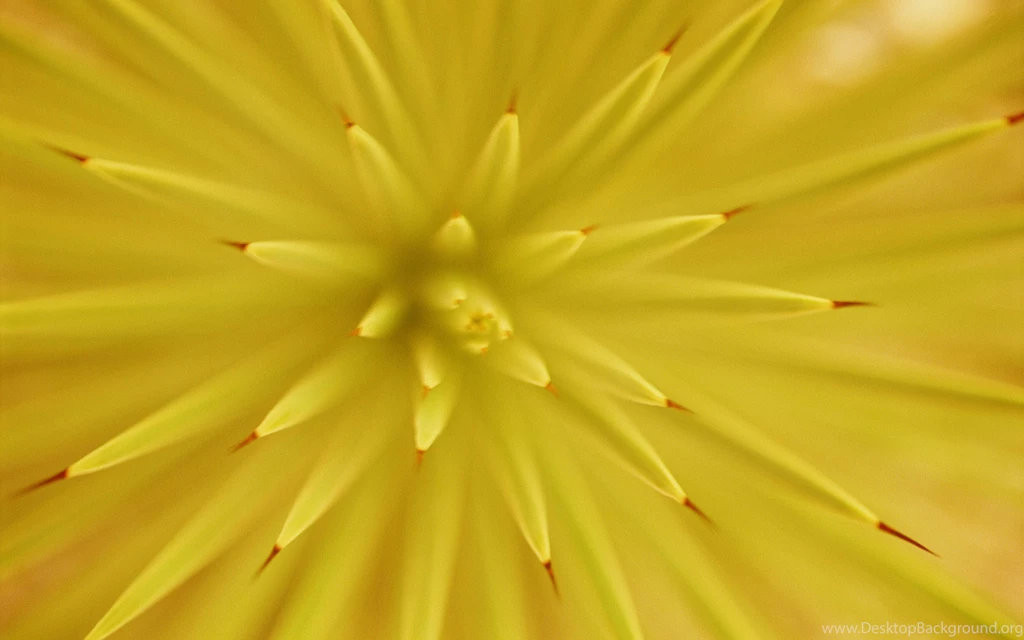 Download Desktop Wallpapers Yellow Flower   Wallpapers Full Screen ...