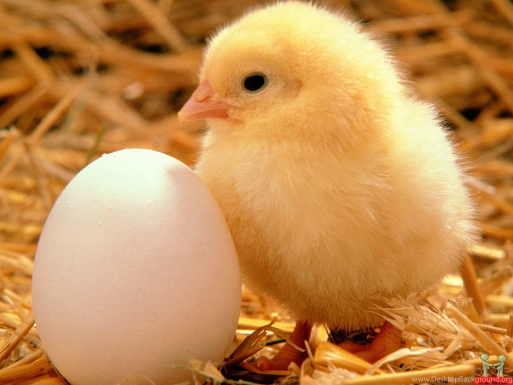 Chick With Egg Amazing HD Wallpapers – HD Wallpapers Free Download