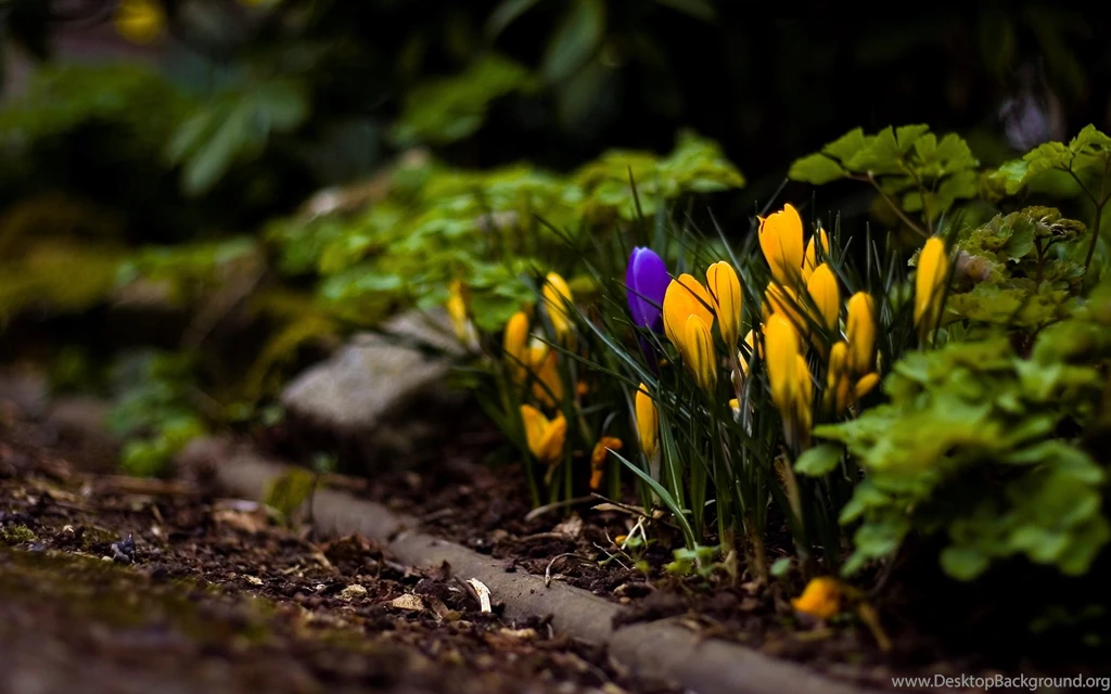 Amazing Nature HD Wallpapers 1920x1200 (4)   Hebus.org   High ...